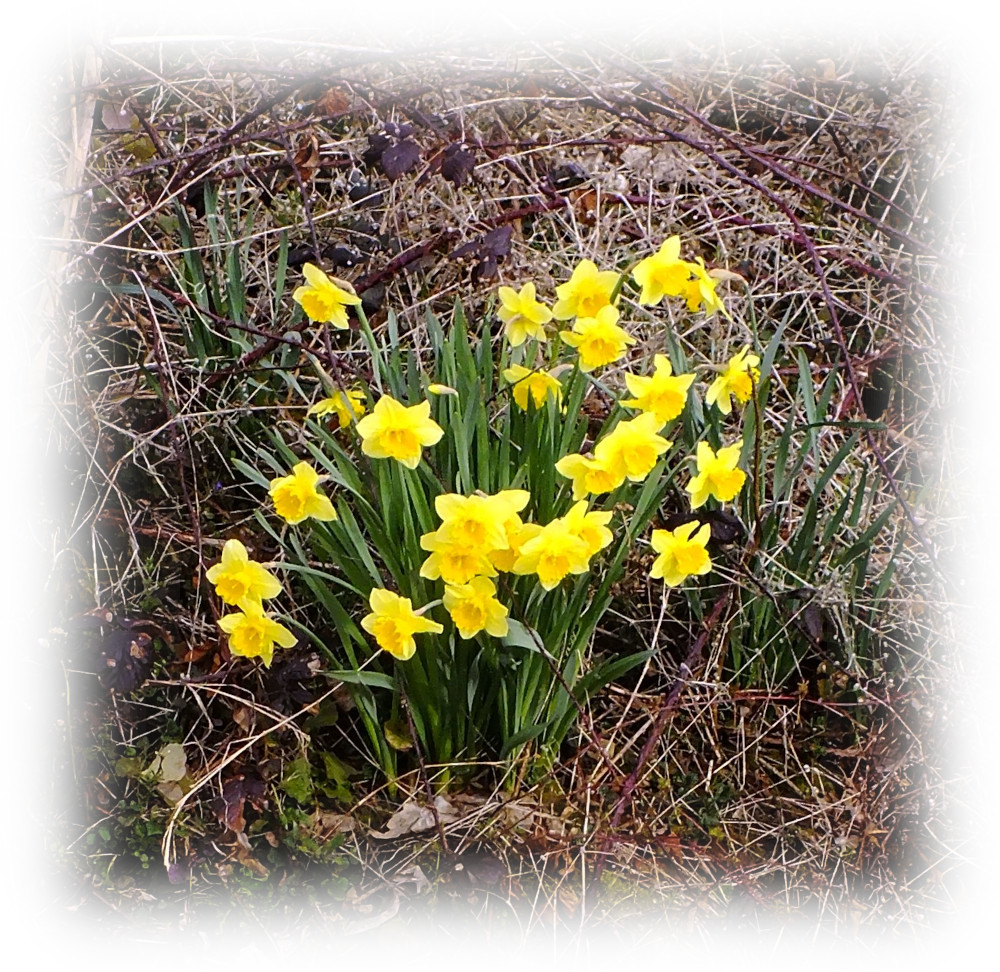 un bouquet de jonquilles dans un jardin