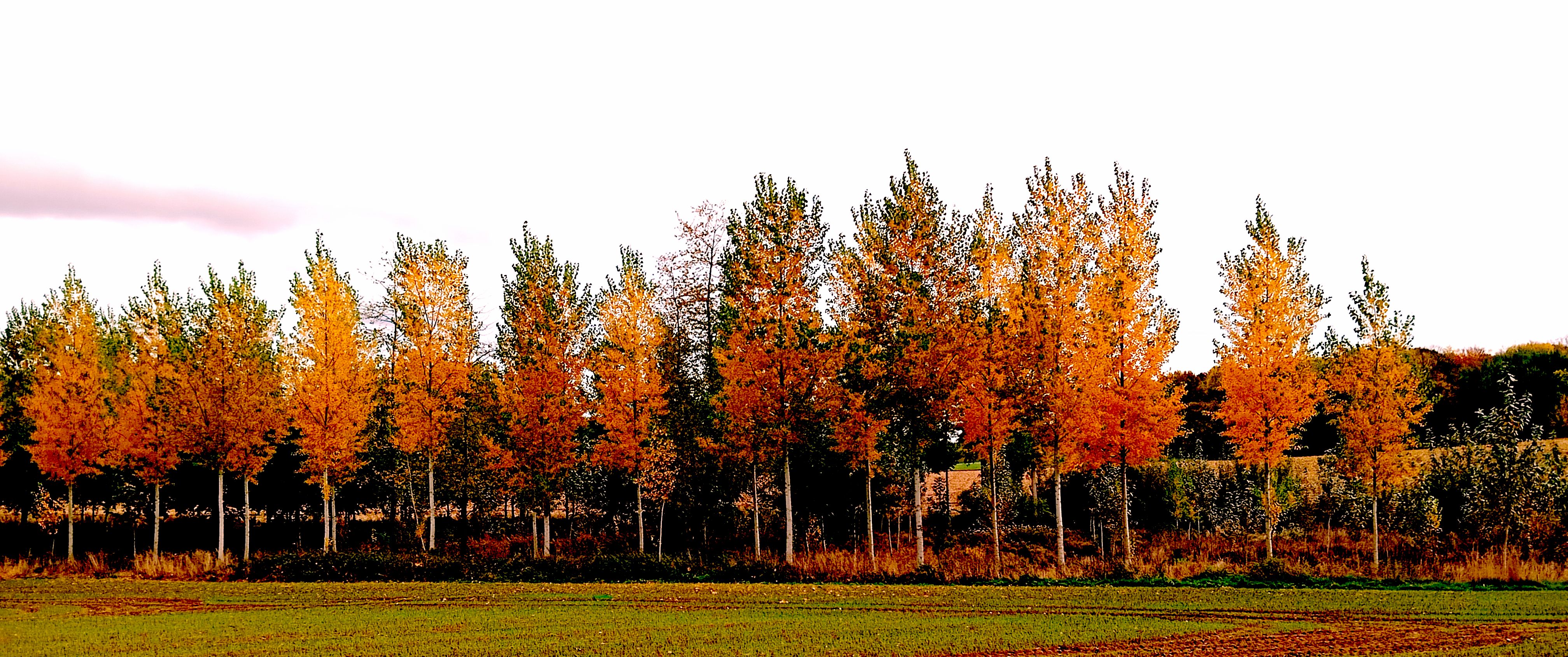 une peupleraie aux couleurs de l'automne...