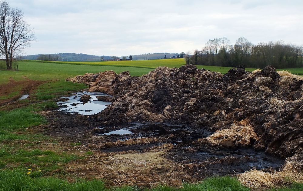  image de fumier sur un chemin