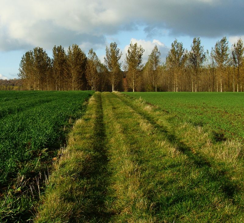 vue du chemin 