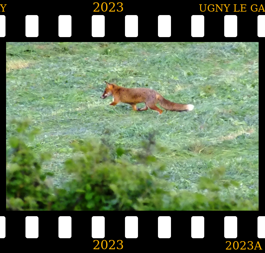 photo de renard