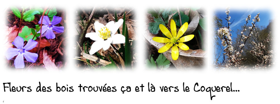 fleurs des bois 