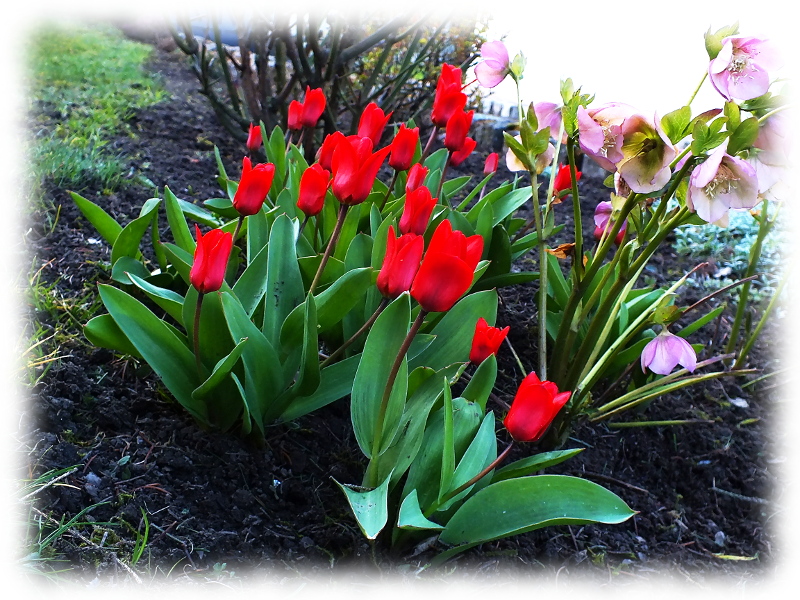 Fleurs du printemps, tulipes et autres