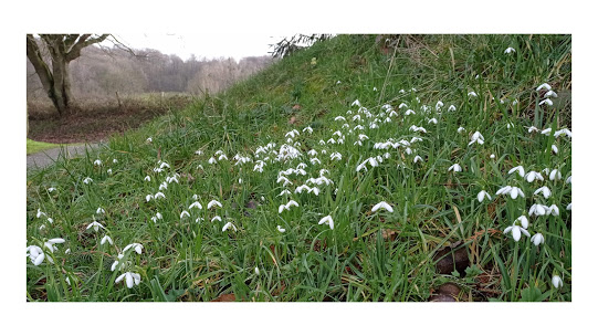 perce neige