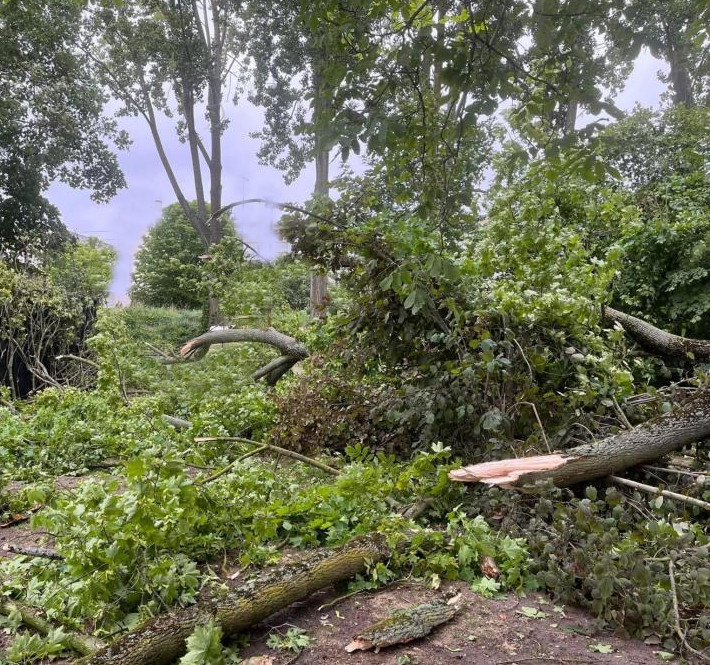 peupliers abattus par la tempête